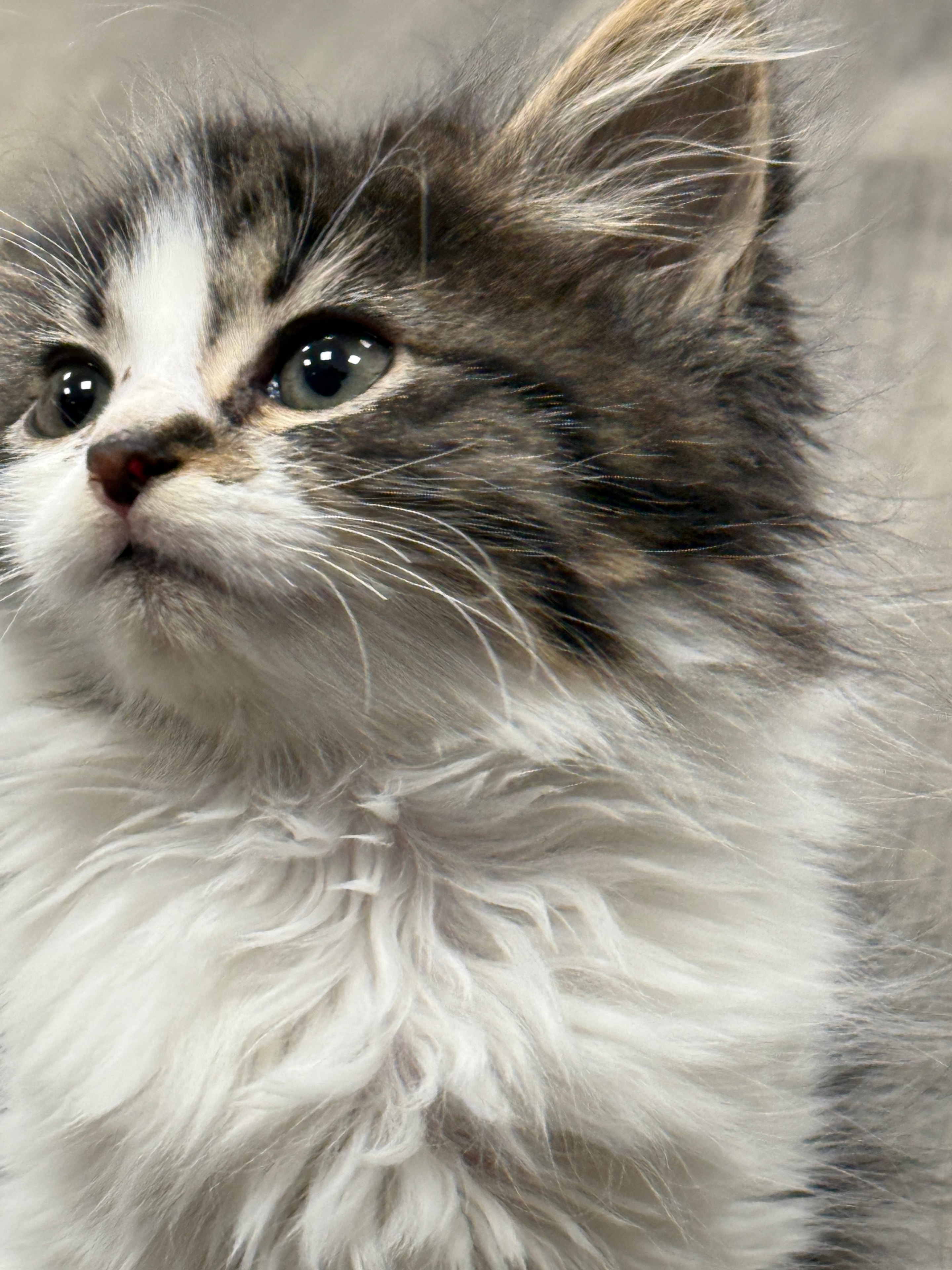 Harley the Chief Mouser
